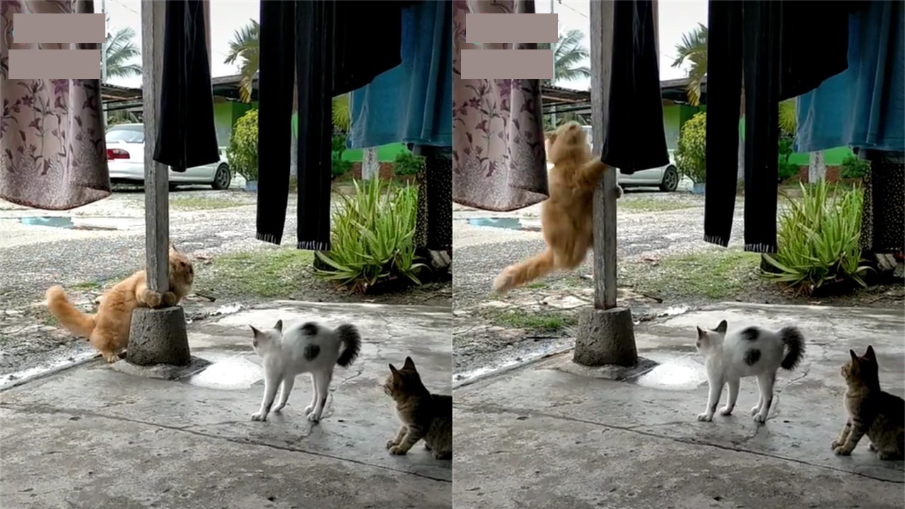 Video Gelagat Si Oyen Buat Netizen Berdekah Bila Kucing Bandar