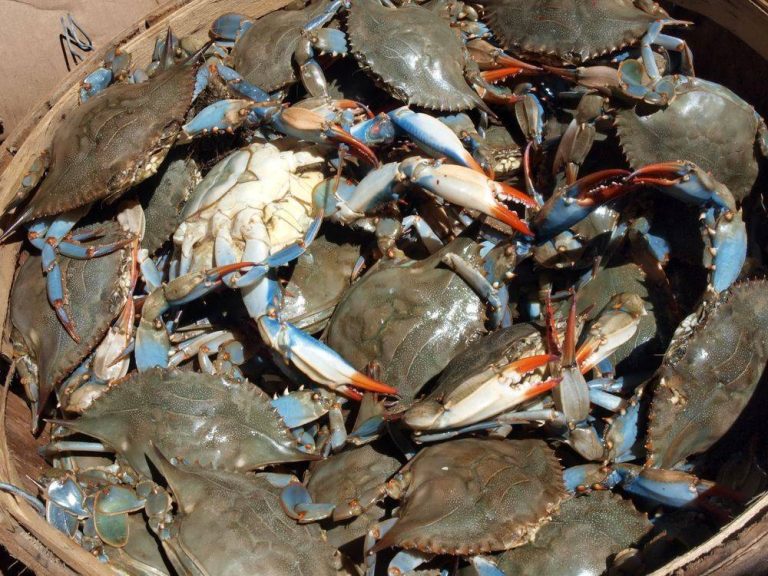 Ketam Rama Ramai Tersilap Beli Ketam Yang Kurang Isi, Ini 8 Tips Cara Pilih Ketam ...