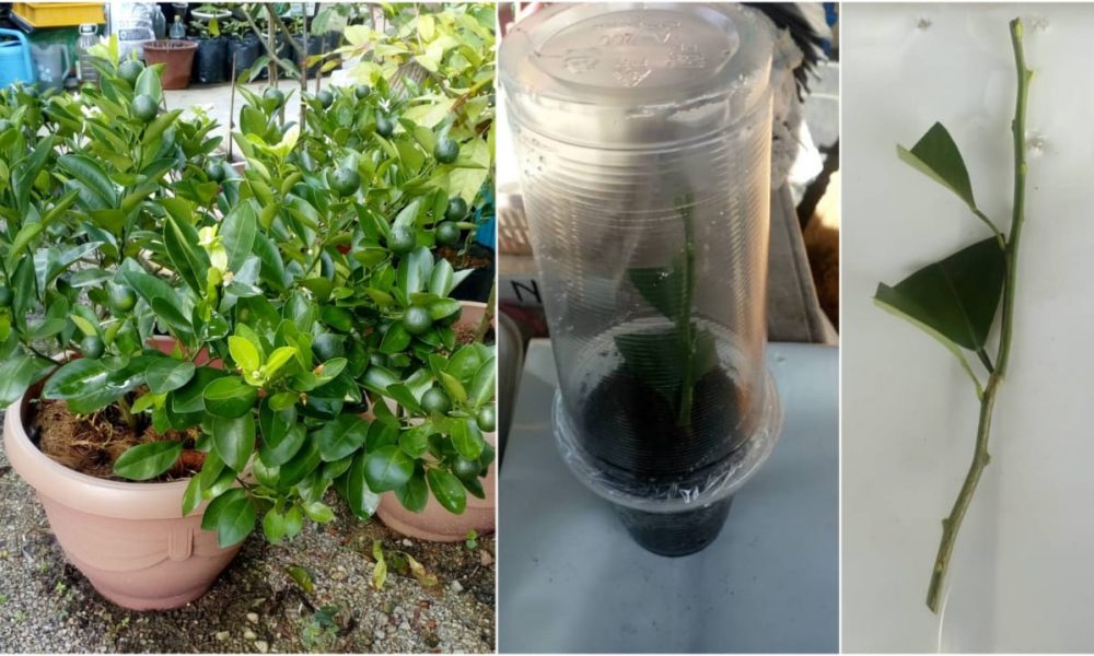 Pokok Dan Ranting Tanam Pokok Limau Kasturi Dalam Pasu. Cucuk Saja Ranting Dalam Tanah ...