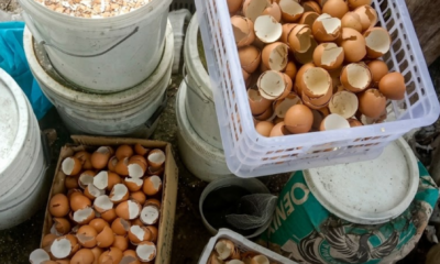 baja kulit telur