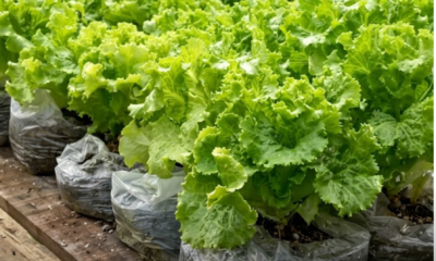 Pokok salad ditanam subur menggunakan beg plastik berisi cocopeat sebagai medium tanaman di rumah.