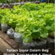 Pokok salad ditanam subur menggunakan beg plastik berisi cocopeat sebagai medium tanaman di rumah.