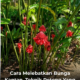 Pokok kantan subur dengan bunga kantan merah selepas dipangkas dengan teknik yang betul di halaman rumah.