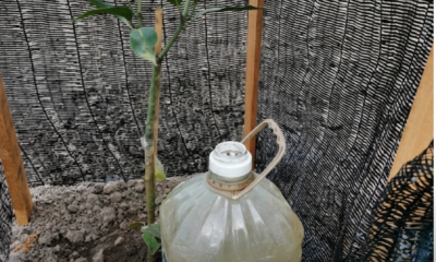 Botol air mineral ditebuk lubang kecil digunakan sebagai self watering system untuk menyiram tanaman secara perlahan ketika pemilik tiada di rumah.