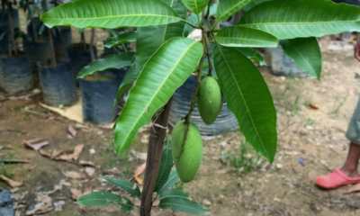 Pokok mangga subur ditanam dalam pasu besar di kawasan rumah dengan buah muda yang sedang membesar di dahan.