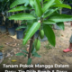 Pokok mangga subur ditanam dalam pasu besar di kawasan rumah dengan buah muda yang sedang membesar di dahan.