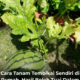 Pokok tembikai di kebun rumah dengan buah muda sedang membesar di atas tanah subur dan disokong tali