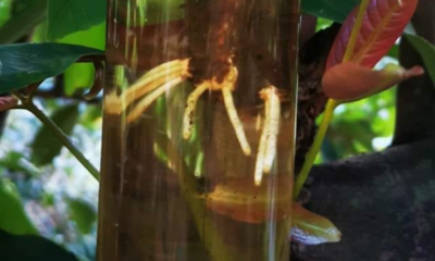 Teknik tut pokok buah menggunakan botol plastik pada dahan pokok dengan akar mula tumbuh untuk pembiakan tanaman di rumah