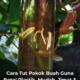 Teknik tut pokok buah menggunakan botol plastik pada dahan pokok dengan akar mula tumbuh untuk pembiakan tanaman di rumah