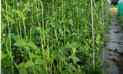 Pokok kacang panjang yang subur dengan buah lebat tergantung di para tanaman di kebun rumah yang mendapat cahaya matahari penuh