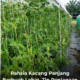 Pokok kacang panjang yang subur dengan buah lebat tergantung di para tanaman di kebun rumah yang mendapat cahaya matahari penuh