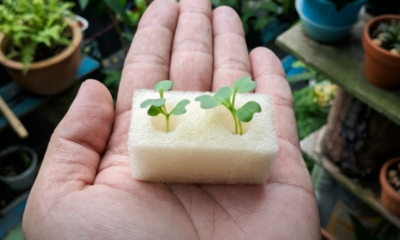 Biji benih bercambah dalam span basah di dalam tray semaian untuk tanaman hidroponik di rumah