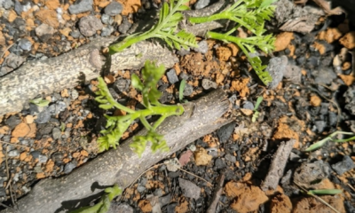 Pokok kari subur dan rimbun di halaman rumah