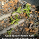 Pokok kari subur dan rimbun di halaman rumah