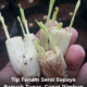 Tip tanam serai, Pokok serai subur dan rimbun di pasu rumah