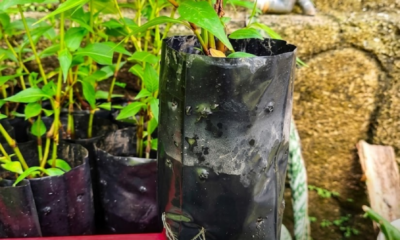 Cara Mudah Tanam Pokok Kesum, Pokok kesum subur dalam polibeg menggunakan kaedah rendaman air