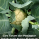 Penjagaan Pokok Kobis Bunga, cara tanam kobis