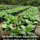 Pokok sayur dalam polibeg disiram pada waktu pagi