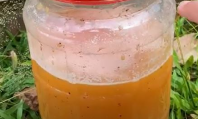 Baja organik dari kulit pisang yang diperam dalam botol, Pokok Sayur Subur
