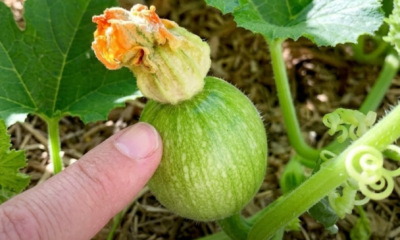 Pokok labu menjalar subur dengan buah yang banyak