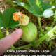 Pokok labu menjalar subur dengan buah yang banyak