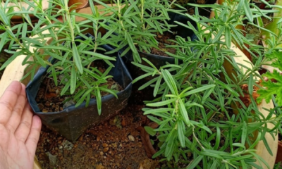 Pokok rosemary hijau subur dalam pasu di halaman rumah