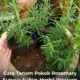 Pokok rosemary hijau subur dalam pasu di halaman rumah