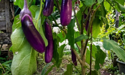 Pokok terung tua dengan buah kecil dan kurang subur