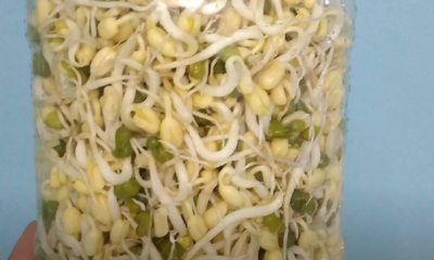 Taugeh ditanam dalam balang plastik kuih