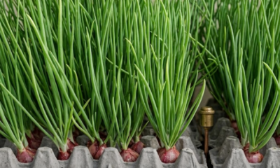 Sarang telur kertas disusun untuk tanaman daun bawang