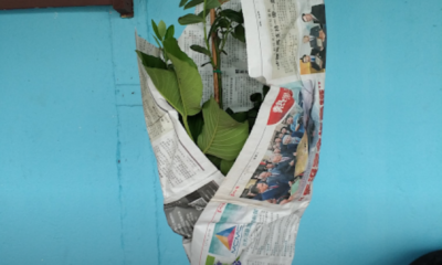 Cara tanam anak pokok baru supaya cepat subur