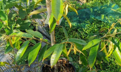 Cara jaga pokok durian supaya cepat membesar