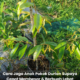 Cara jaga pokok durian supaya cepat membesar
