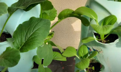 Cara tanam sayur dalam botol secara menegak