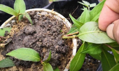 Keratan batang pokok kesum segar untuk pembiakan