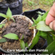 Keratan batang pokok kesum segar untuk pembiakan