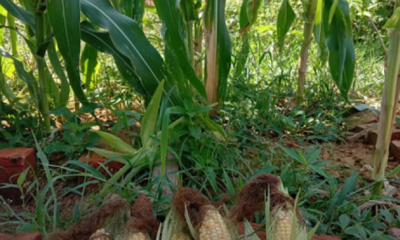 Pokok jagung ditanam di batas kecil di halaman rumah