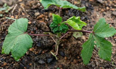 Pokok sayur dengan daun hijau gelap tanda terlebih baja