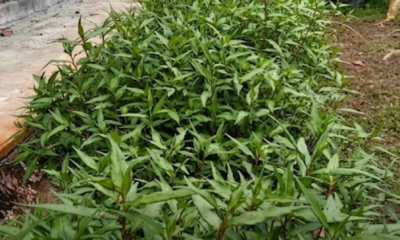 Pokok kesum subur dan rimbun ditanam di kawasan lembap rumah