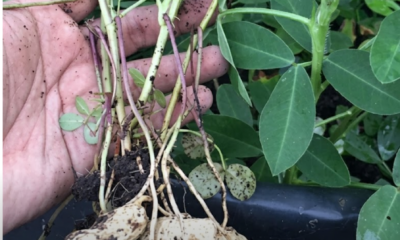 Pokok kacang tanah subur ditanam dalam polibeg dengan hasil kacang segar selepas tuaian di rumah.