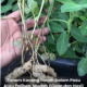 Pokok kacang tanah subur ditanam dalam polibeg dengan hasil kacang segar selepas tuaian di rumah.