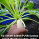 Pokok lobak putih subur dengan daun hijau di kawasan tanaman rumah