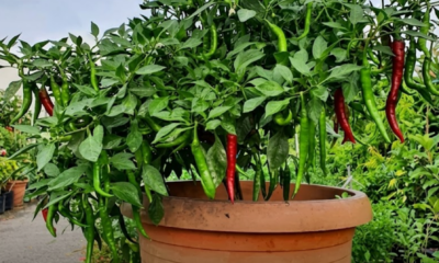 Pokok cili ditanam bersama bunga marigold dan zinnia untuk membantu kawalan serangga perosak secara semula jadi.