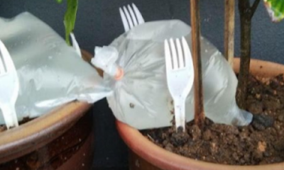 Plastik berisi air digantung untuk siram pokok secara automatik