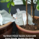 Plastik berisi air digantung untuk siram pokok secara automatik