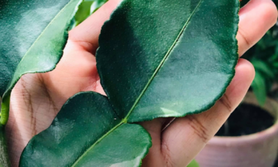 Pokok limau purut dalam pasu yang sedang membesar di halaman rumah