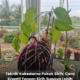Pokok sirih ditanam menggunakan teknik kokedama berbentuk bebola tanah