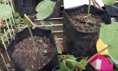 Pokok sayur muda yang layu dan tidak menjadi di kebun rumah