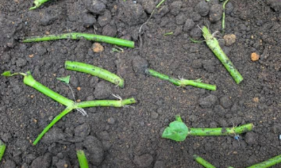 Batang daun selom direndam dalam air sebelum ditanam di dalam pasu untuk dijadikan ulam segar di rumah