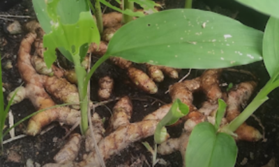 Pokok kunyit kampung ditanam di dalam pasu dengan daun hijau subur untuk kegunaan dapur harian.